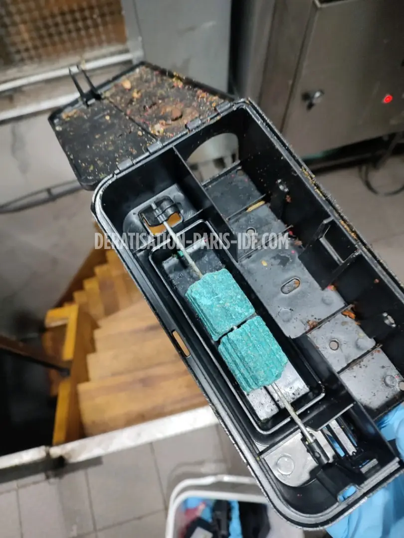 Intervention de dératisation dans le 1er arrondissement de Paris