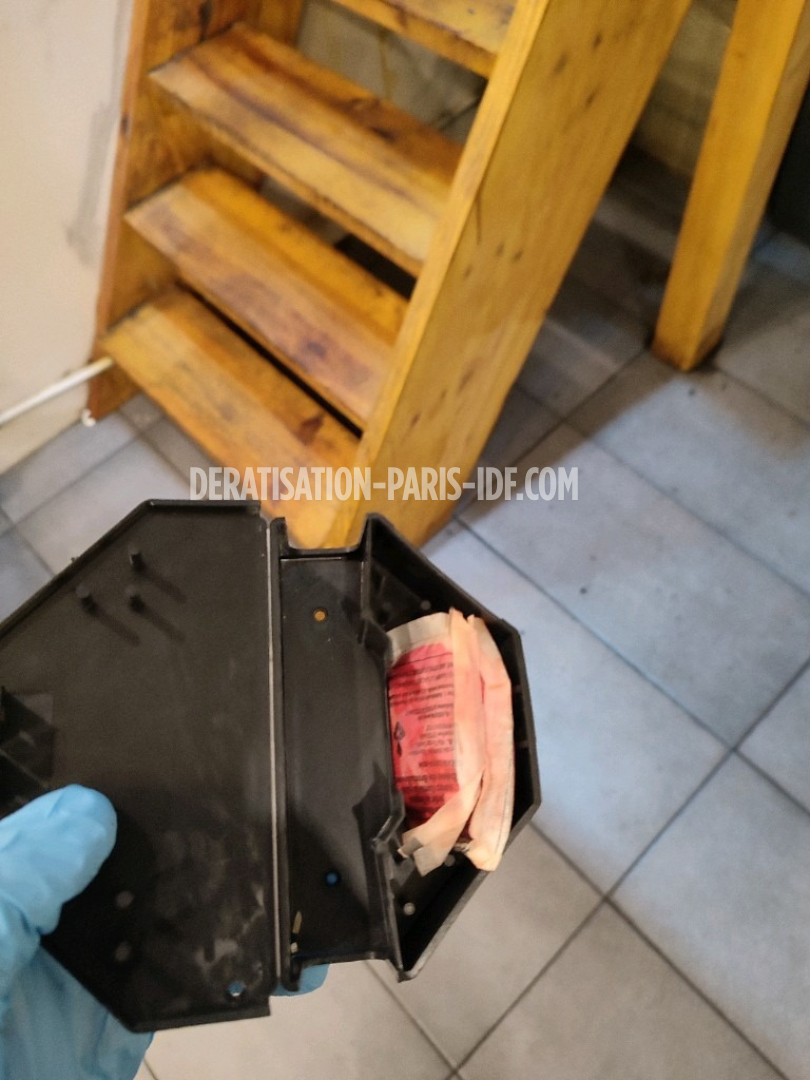 Intervention de dératisation dans une cave de boutique à Paris