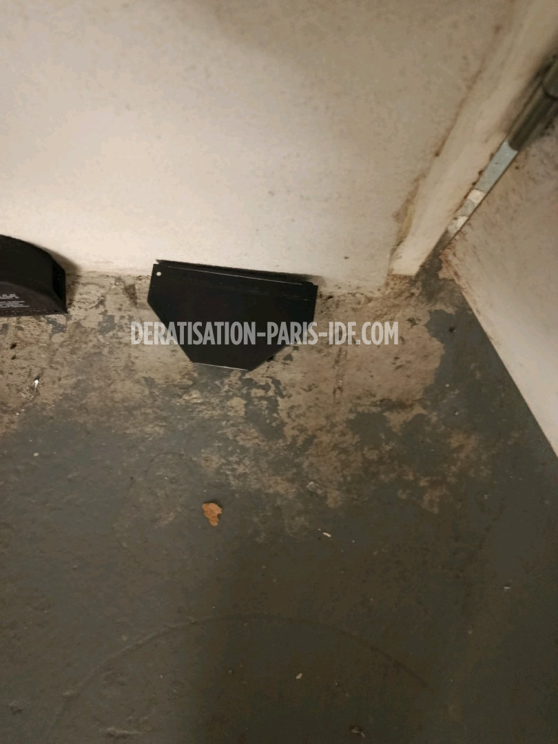 Intervention de dératisation dans une cave de boutique à Paris, photo 2
