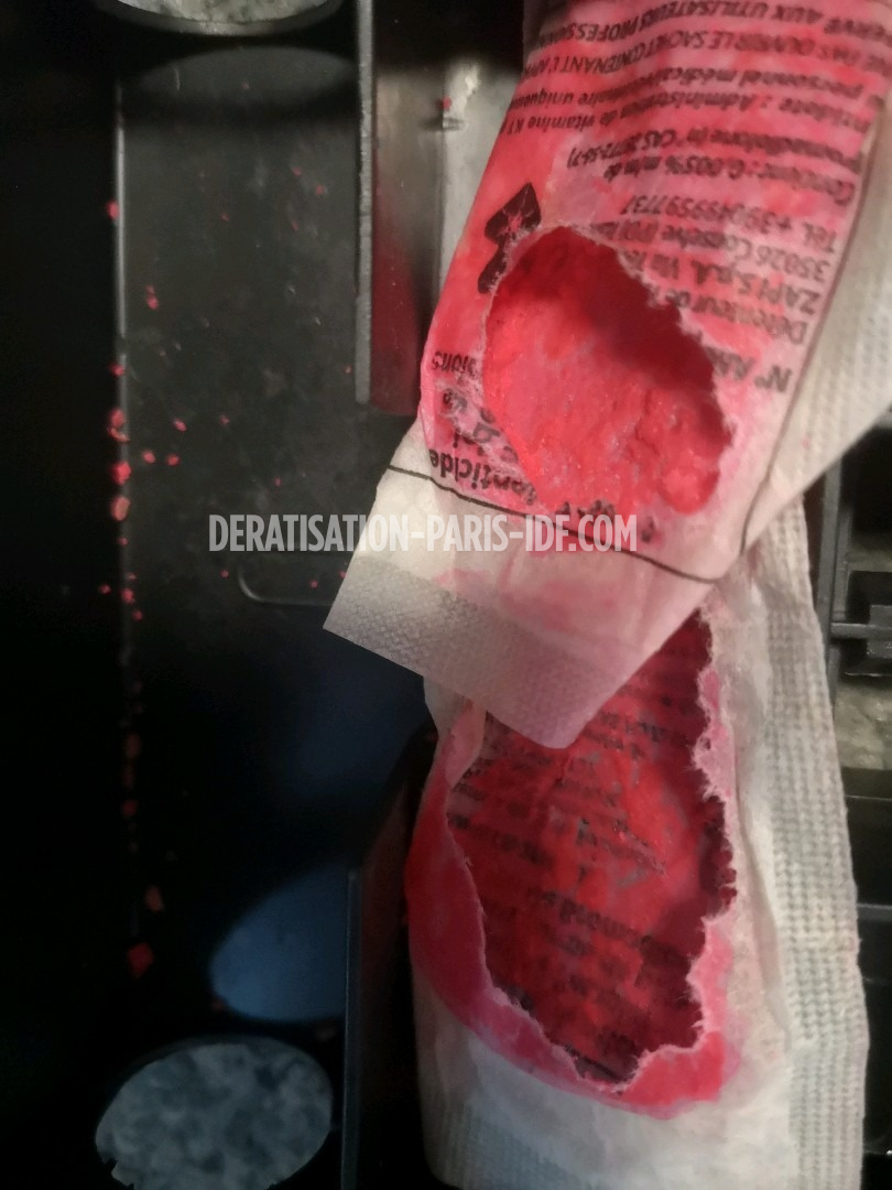 Intervention de dératisation dans une cave de boutique à Paris, photo 3