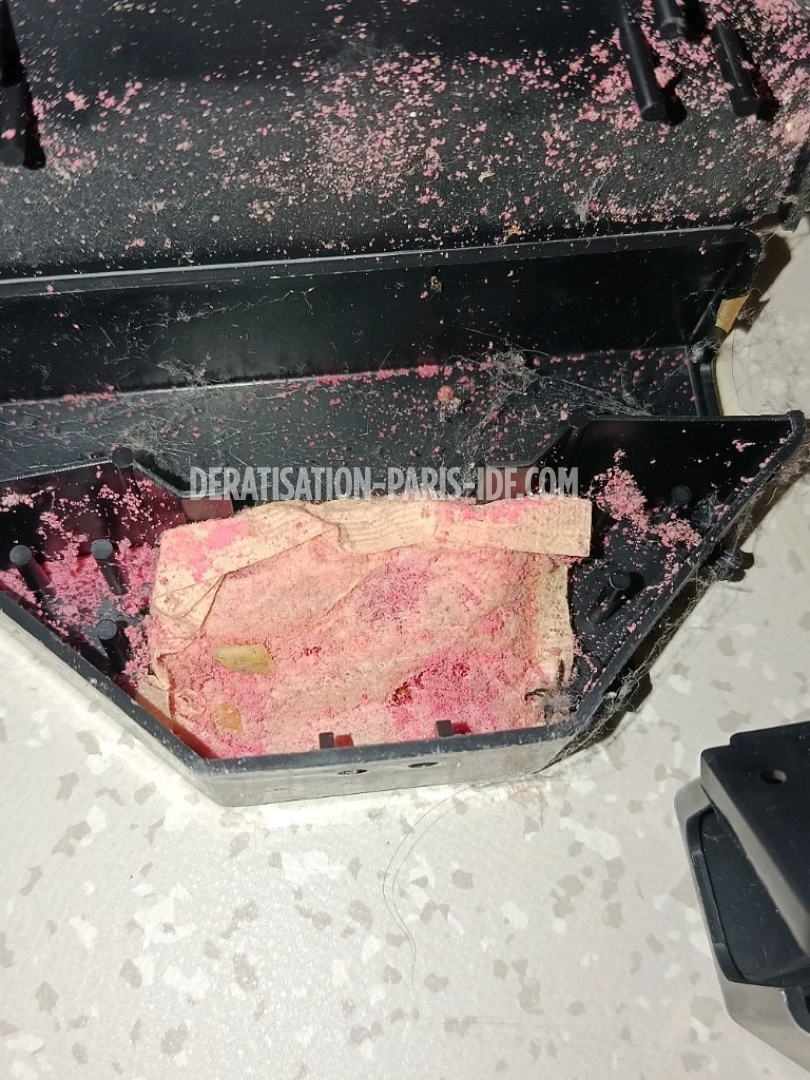 Intervention de dératisation dans une cave de boutique à Paris, photo 4