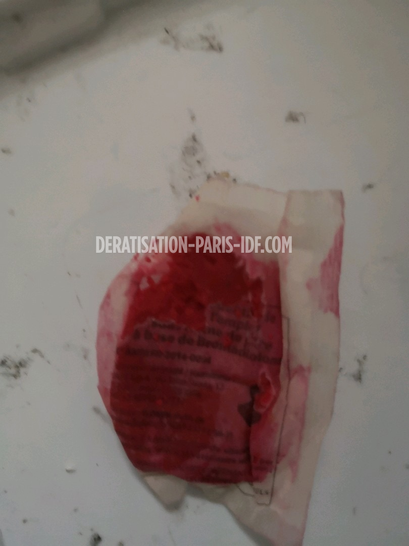 Intervention de dératisation dans une cave de boutique à Paris, photo 5