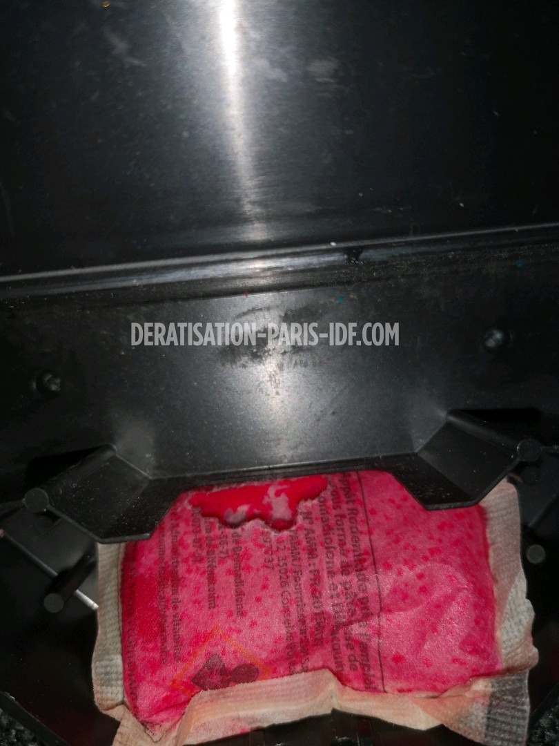 Intervention de dératisation dans une cave de boutique à Paris, photo 6