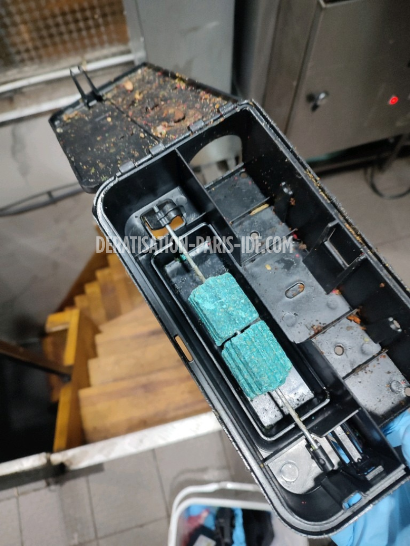 Intervention de dératisation dans une cave de boutique à Paris, photo 7