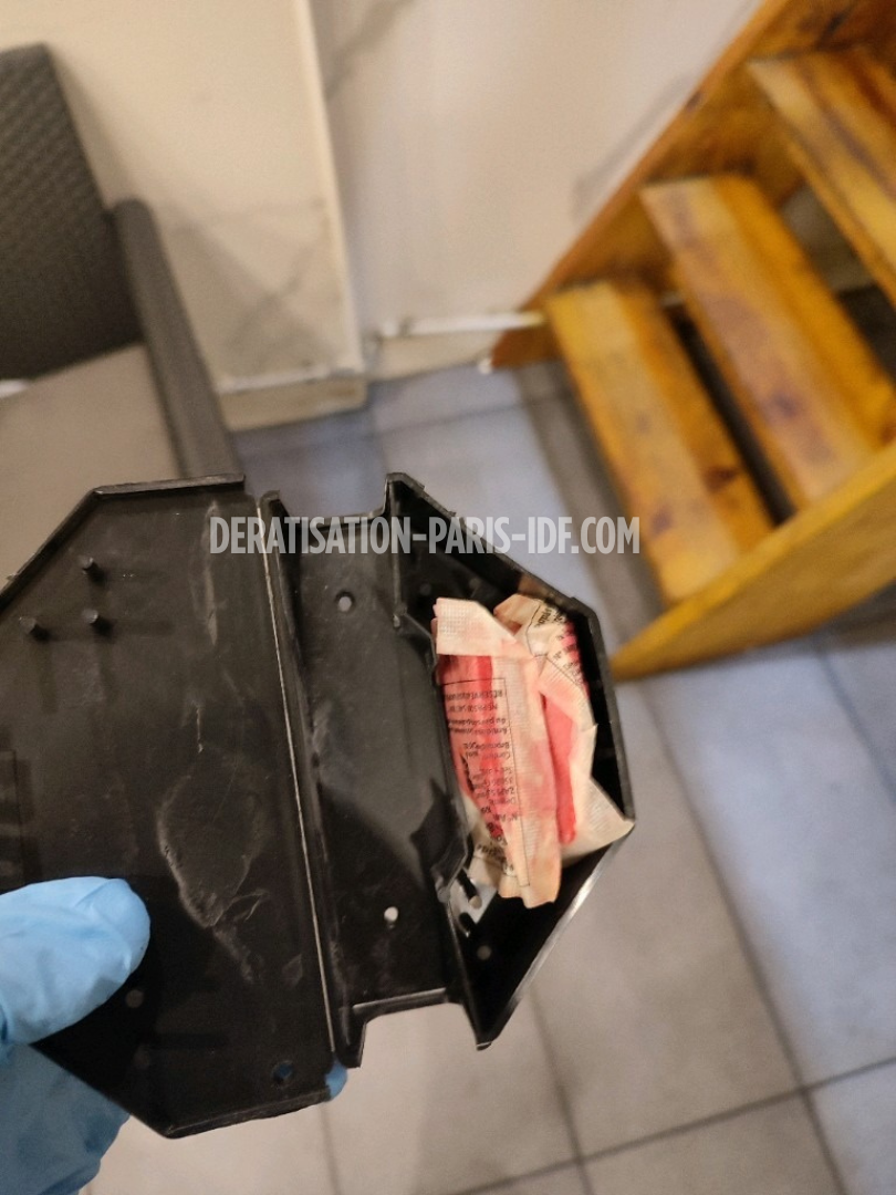 Intervention de dératisation dans une cave de boutique à Paris, photo 8