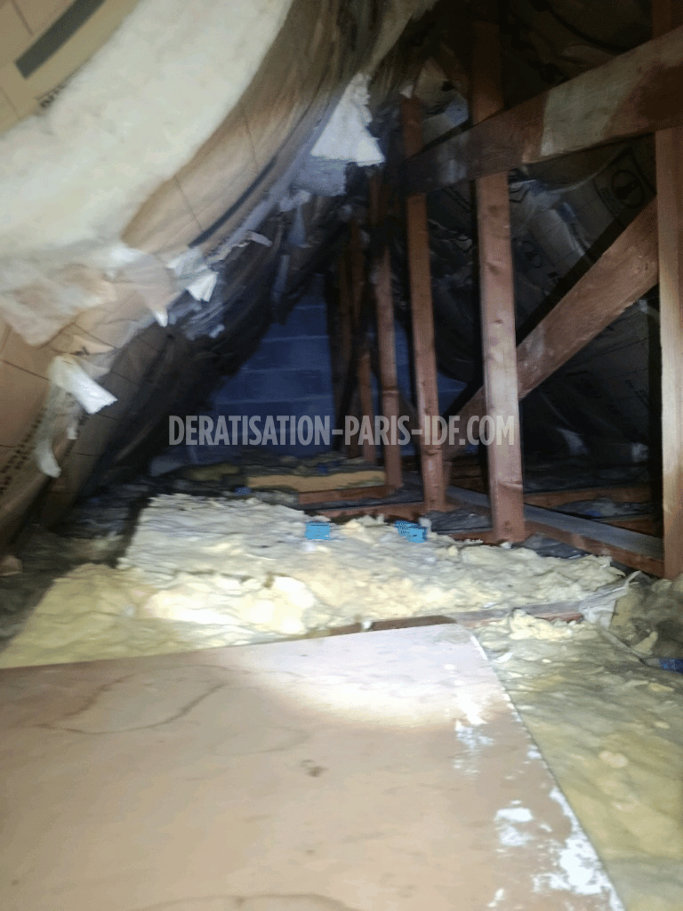 Intervention de dératisation dans un comble à Paris
