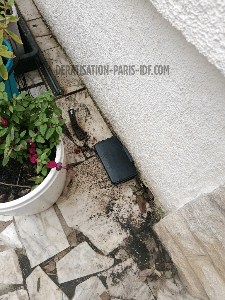 Intervention de dératisation dans un comble à Paris, photo 2