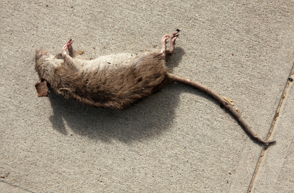 deratisation paris idf